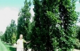 Columnar English Oaks